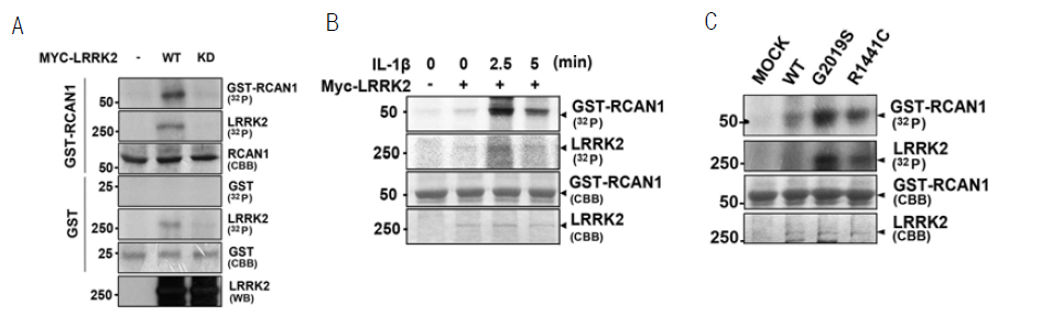 A. LRRK2 과발현 세포에서 면역침전을 통해 LRRK2 단백질을 획득한 후 정제된 RCAN1 단백질과 In vitro 인산화 assay를 수행, RCAN1의 LRRK2에 의한 인산화를 확인함. B. IL-1β 처리에 따른 LRRK2에 의한 RCAN1의 인산화변화를 In vitro 인산화 assay를 통해 확인함. C.파킨슨병관련 LRRK2 돌연변이 단백질에 의한 RCAN1의 인산화 변화를 In vitro 인산화 assay를 통해 확인함.