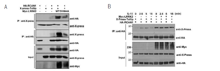 A. LRRK2, RCAN1, Tollip을 과발현 시킨 세포내에서 LRRK2에 의한 RCAN1과 Tollip의 결합의 변화를 면역침전을 통해 확인함. B. IL-1β 처리에 따른 LRRK2에 의한 RCAN1-Tollip결합 변화를 면역침전을 통해 확인함.