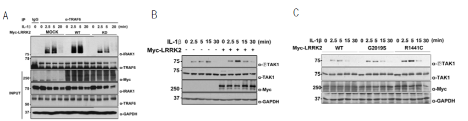 A. LRRK2과발현에 의한 IL-1β신호기작 구성원인 세포 내 TRAF6와 IRAK1의 결합 변화를 면역 침전법을 통해 확인함. B. IL-1β 자극 시 LRRK2 과발현에 의한 TAK1의 활성 변화를 웨스턴 블랏법을 통해 확인함. C. LRRK2 파킨슨병 관련 돌연변이 단백질의 과발현에 따른 TAK1의 활성 변화를 웨스턴 블랏법을 통해 확인함.