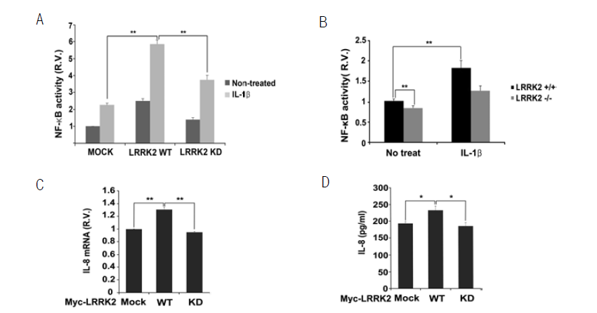 A. LRRK2 wild-type 및 kinase dead 과발현에 따른 NF-κB 전사인자 활성변화를 luciferase assay 시스템을 통해 확인함. B. LRRK2 wild-type 및 knock out 세포에서의 NF-κB 전사인자 활성변화를 luciferase assay 시스템을 통해 확인함. C. LRRK2 과발현에 따른 IL-8사이토카인의 mRNA생성 변화를 real time PCR을 통해 확인함. D. 실질적으로 세포외로 방출되는 IL-8사이토카인의 양을 ELISA실험 기법을 통해 확인함.