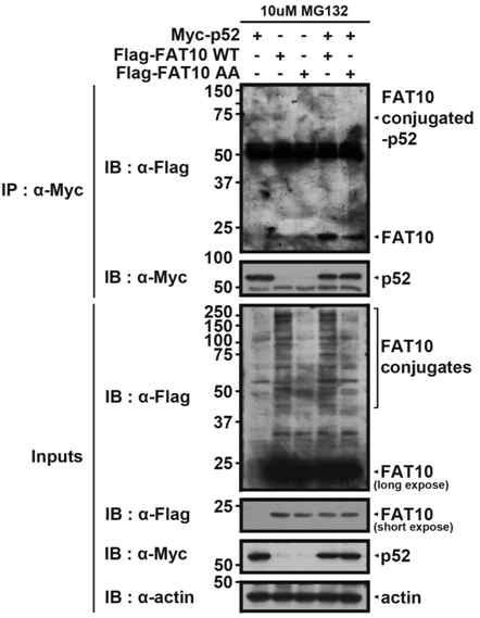 FOXO1에 의한 파킨슨병 관련 p52 단백의 UBL-공유 수식화 반응의 확인