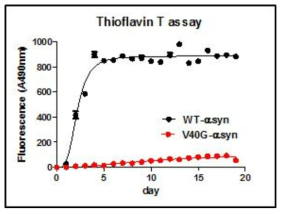 Thioflavin T binding assay of WT-α-syn and V40G-α-syn