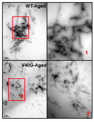 TEM images of Aged WT and Aged V40G