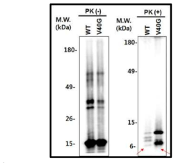 PK digestion pattern of Aged WT and Aged V40G