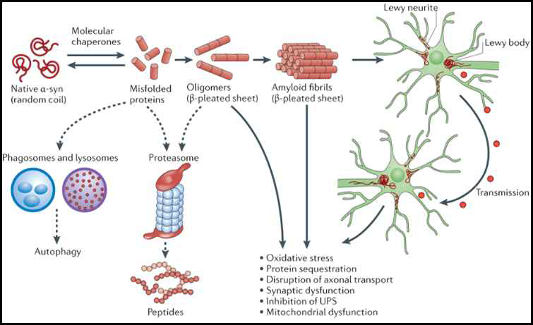 Hypothetical model of α -synuclein toxicity and spread of pathology in PD