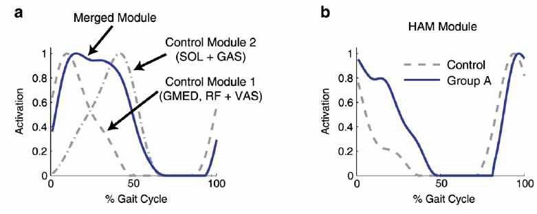 a) 보행 주기 동안 근육 시너지 활성도를 관찰한 결과 뇌손상 환자의 시너지(파란색 실선)는 정상인에서 발생하는 시너지(회색 점선)가 두 개 이상 병합된 패턴으로 발생한다는 것을 알 수 있음. b) 뇌 손상 환자의 경우 일부 근육 시너지는 정상인과 유사하게 나타남