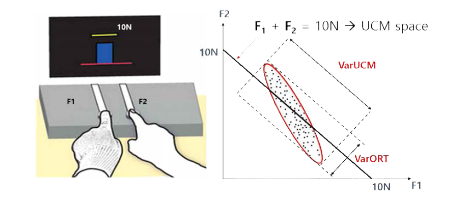 왼쪽 그림과 같이 두 손가락으로 힘판을 누를 때 두 힘의 합(F1+F2)이 10N이 되는 방법은 매우 다양하다. 이 때 발생하는 F1, F2의 다양한 조합은 운동협응의 다양성을 의미하며, uncontrolled manifold(UCM) 공간(점선)에 존재하는 측정치의 분산(VarUCM)을 통해 정량화 할 수 있다. 그러나 만일 두 힘의 합이 10N이 아닌 다양한 방법으로 운동 오차를 유발시켰을 경우 UCM의 직교 (orthogonal) 공간에 데이터가 분포하게 된다(VarORT). 오른쪽 도표에서 A와 B를 비교했을 때, B는 상대적으로 VarUCM이 크고 VarORT는 작은 것을 확인해 볼 수있다. 이 경우 운동 오차는 작고, 다양한 방법으로 과제를 수행했다고 볼 수 있기 때문에 A에 비해 공동 운동 조직화 과정이 더 다양한 것으로 판단할 수 있다.