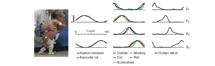 모든 척추동물의 정상 보행 발달 과정에서 발생하는 근육 시너지 변화를 제시함