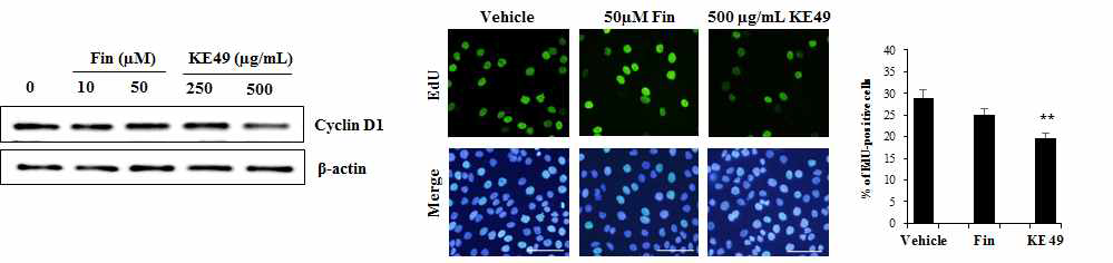 KE49 처방 48시간 처리 후 세포 증식 억제 검증