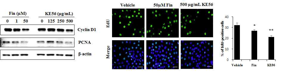 KE56 처방 48시간 처리 후 세포 증식 억제 검사
