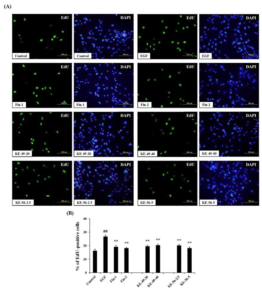 KE49와 KE56 처방 처리 후, 세포증식 억제 검증