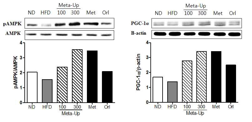 Effect of Meta-Up on AMPK and PGC-1α activation