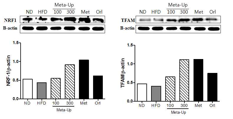 Effect of Meta-Up on NRF1 and TFAM activation