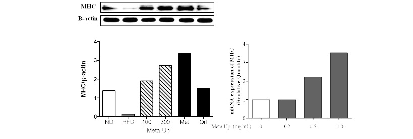 Effect of Meta-up on MHC expressions (in vivo and in vitro)