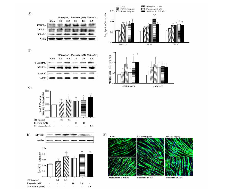 Effect of RP extract and puerarin on mitochondrial biogenesis and myotube hypertrophy