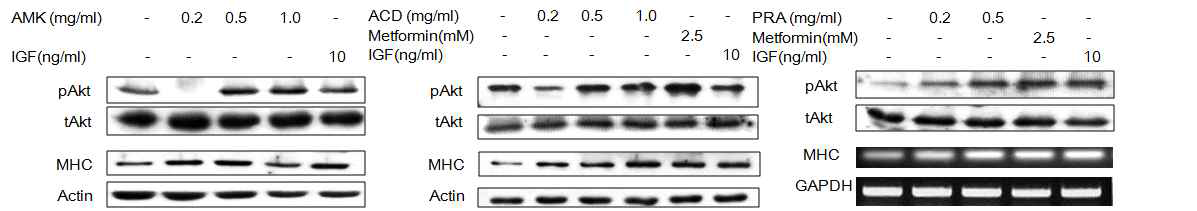 Activation of pAkt/Akt and MHC (AMK, ACD, PRA)