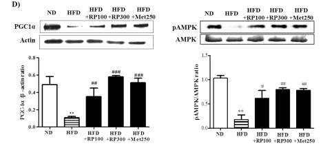 Effect of RP extract on energy metabolism (in vivo).