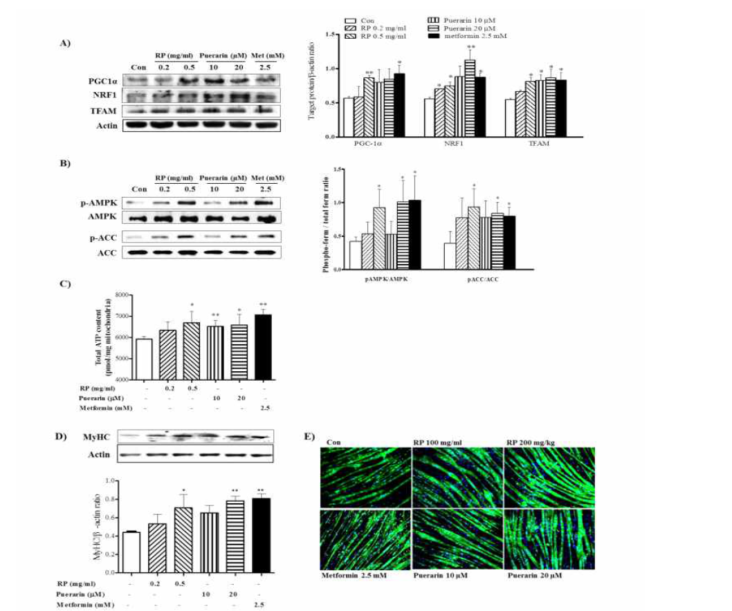 Effect of RP extract and puerarin on mitochondrial biogenesis and myotube hypertrophy (in vitro)