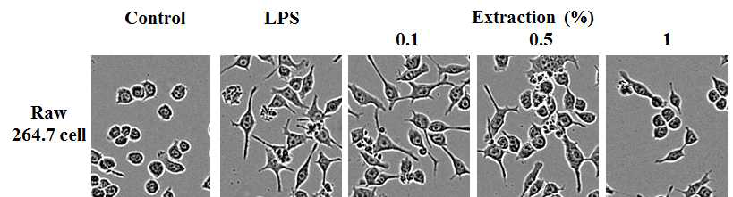 한방추출물과 LPS 처리 후 Raw264.7의 세포외형(dendritic transformation) 변화