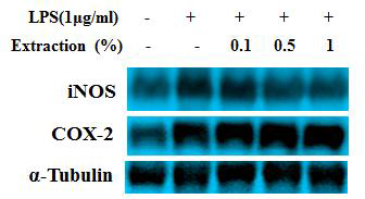 Raw264.7에서 한방추출물이 iNOS 및 COX-2 단백질 발현에 미치는 영향