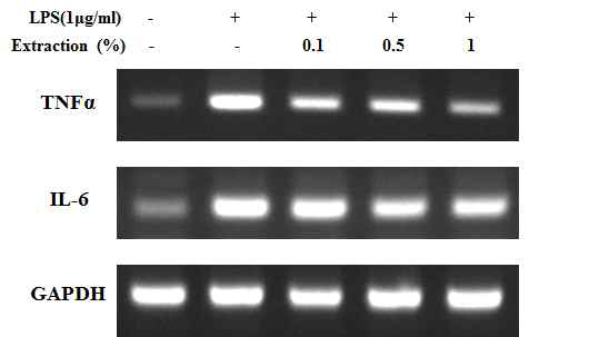Raw264.7에서 한방추출물이 TNFα 및 IL-6의 mRNA 발현에 미치는 영향