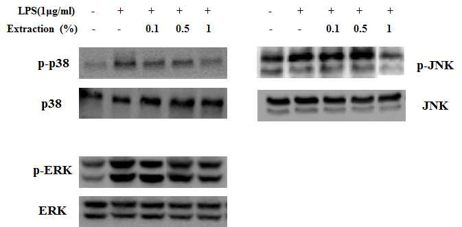 Raw264.7에서 한방추출물이 MAPKs의 활성화에 미치는 영향