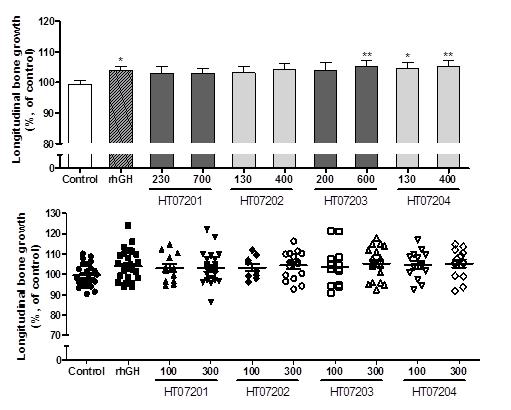 Longitudinal bone growth in rats for 4 days