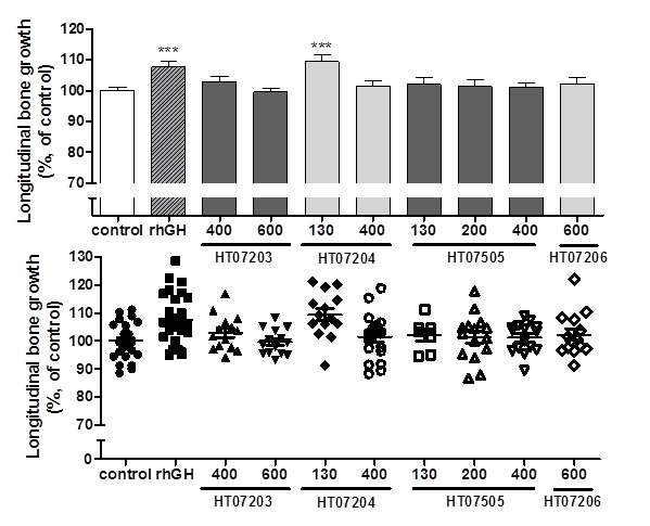 Longitudinal bone growth in rats