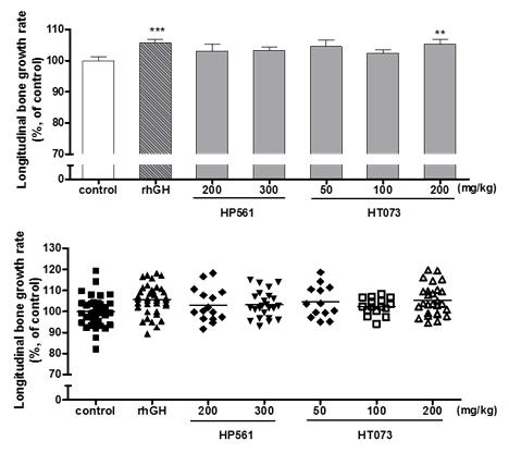 Longitudinal bone growth in rats