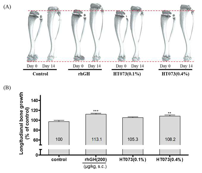 Effect of HT073 on longitudinal bone growth of rats using micro CT