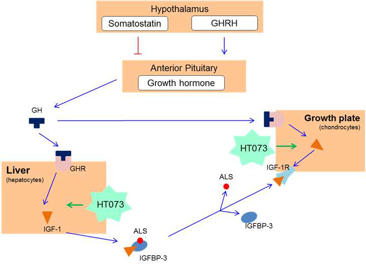 GH/IGF-1 axis and signaling