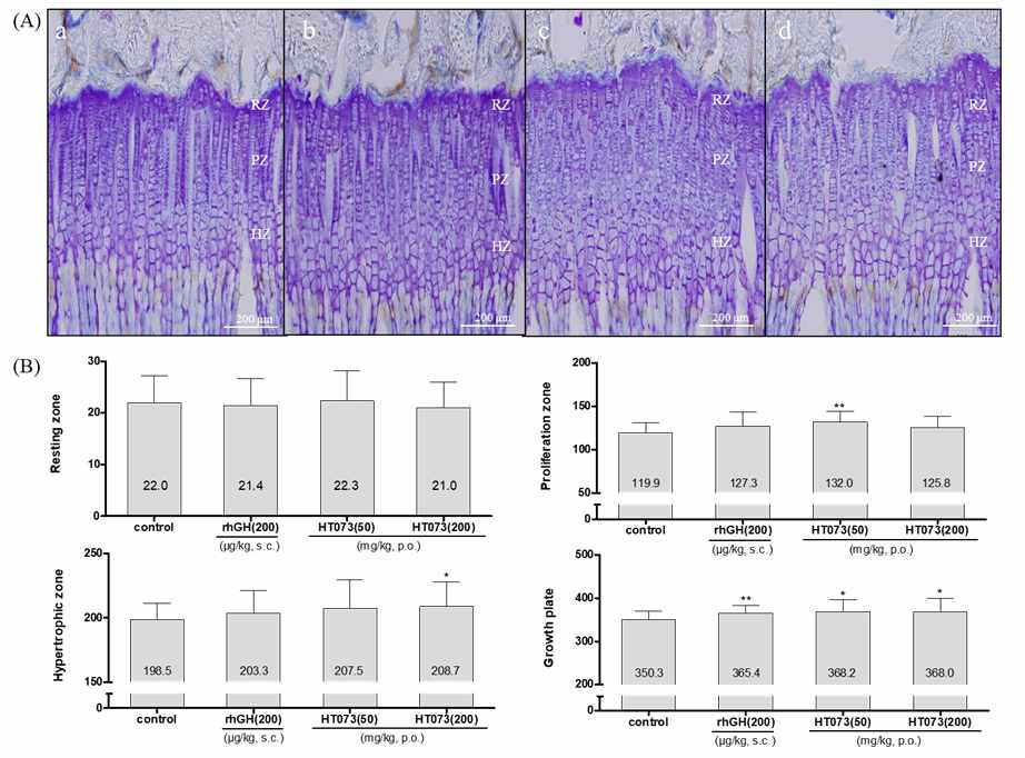 Effect of HT073 on the zonal height of growth plate