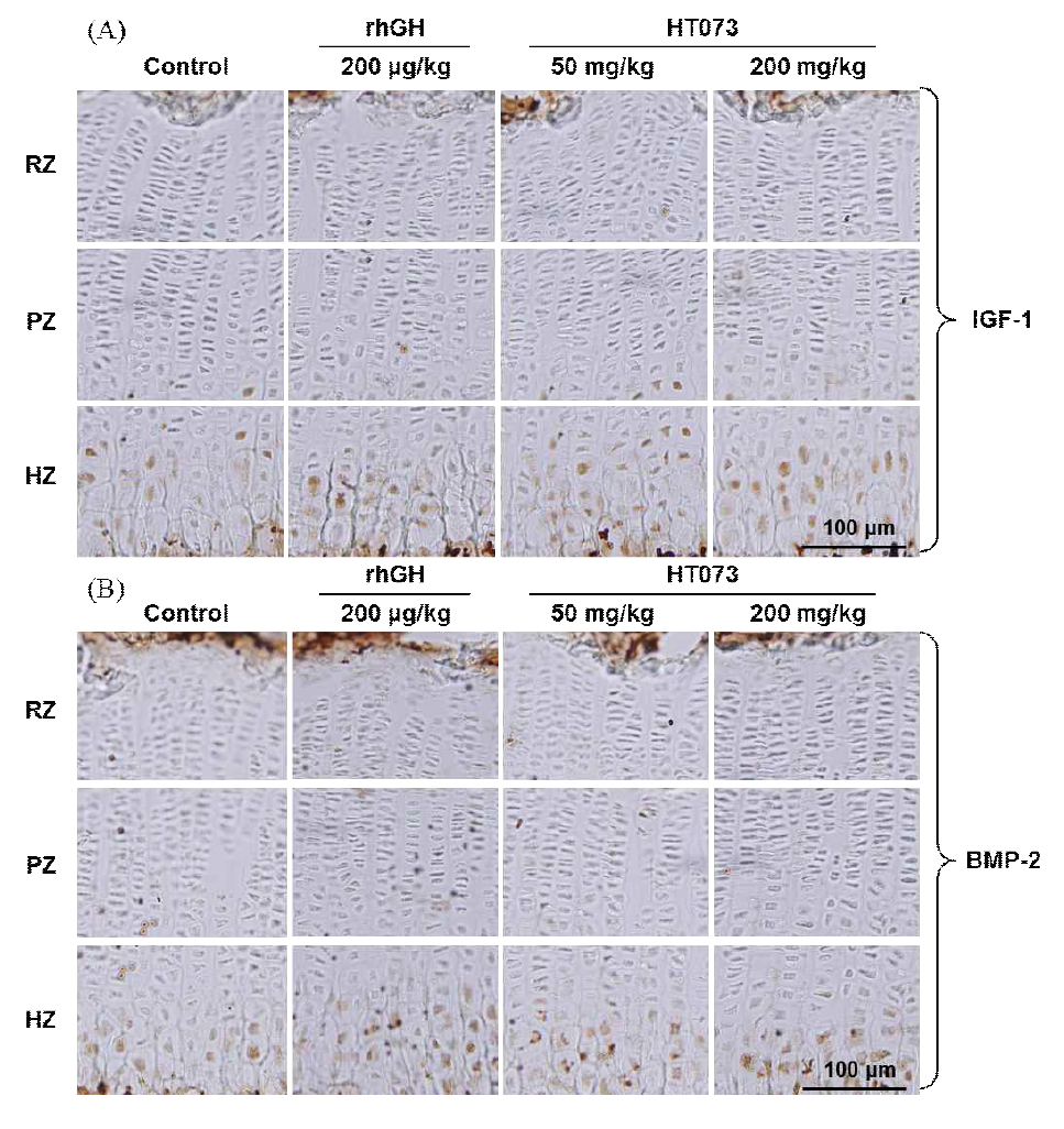 Immunohistochemical localization of insulin-like growth factor-1 (IGF-1) and bone morphogenetic protein-2 (BMP-2) in the growth plates of rat proximal tibias