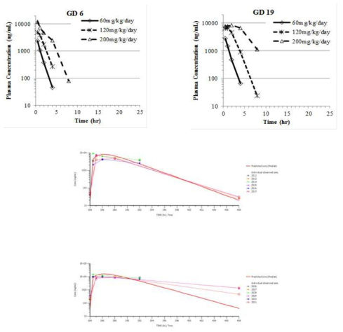 rabbit에서 single dose pharmacokinetics 및 PK model simulation