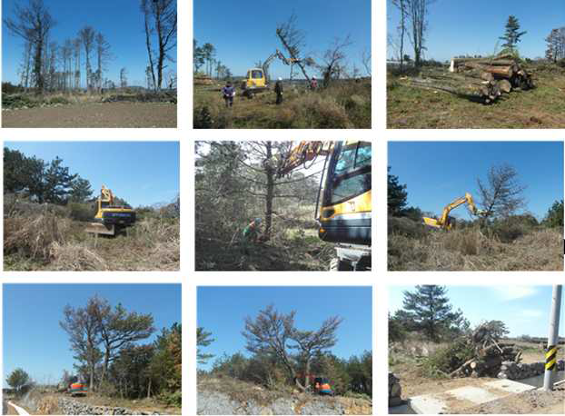 제주도 애월읍 일대의 소나무재선충 피해목 수집작업시스템 모습