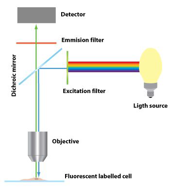 형광현미경의 구조