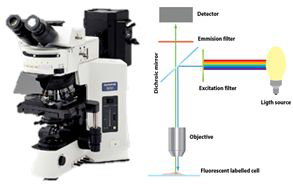 형광현미경 및 형광현미경의 구조