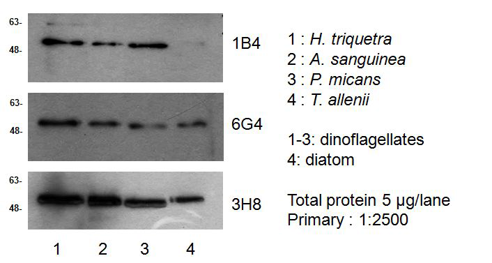 생성된 3 종류의 단일클론항체(#1B4, #6G4 및 #3H8)를 이용한 와편모조류(3종) 및 규조류(1종) 추출 단백질에 대한 weatern blot analysis 결과