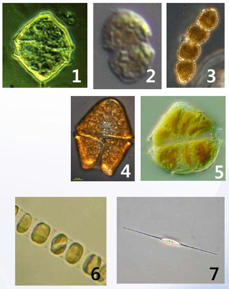 키트의 성능확인에 사용된 미세조류