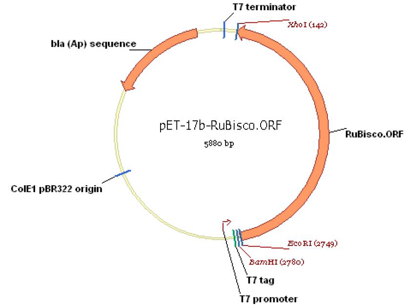 Rubisco large subunit ORF를 pET-17b에 삽입한 construction map