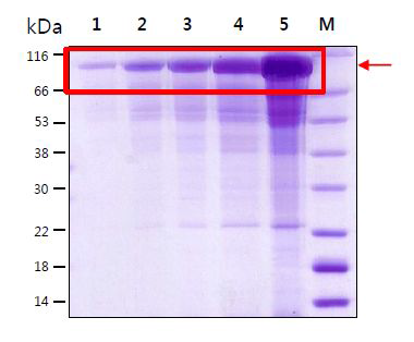 SDS-PAGE법에 의한 Alexandrium tamarense의 Rubisco large subunit 단백질의 확인