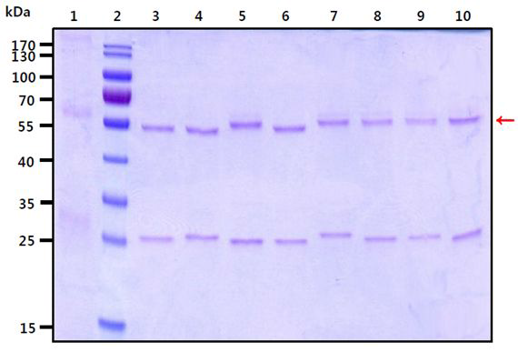 SDS-PAGE법에 의한 Alexandrium tamarense의 Rubisco large subunit 단백질의 확인
