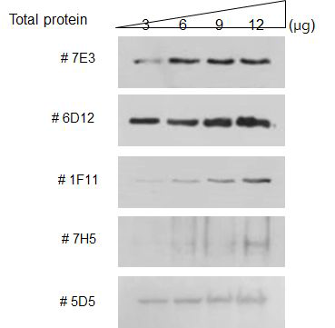 A. tamarense 로부터의 추출물에 대한 weatern blot analysis 결과