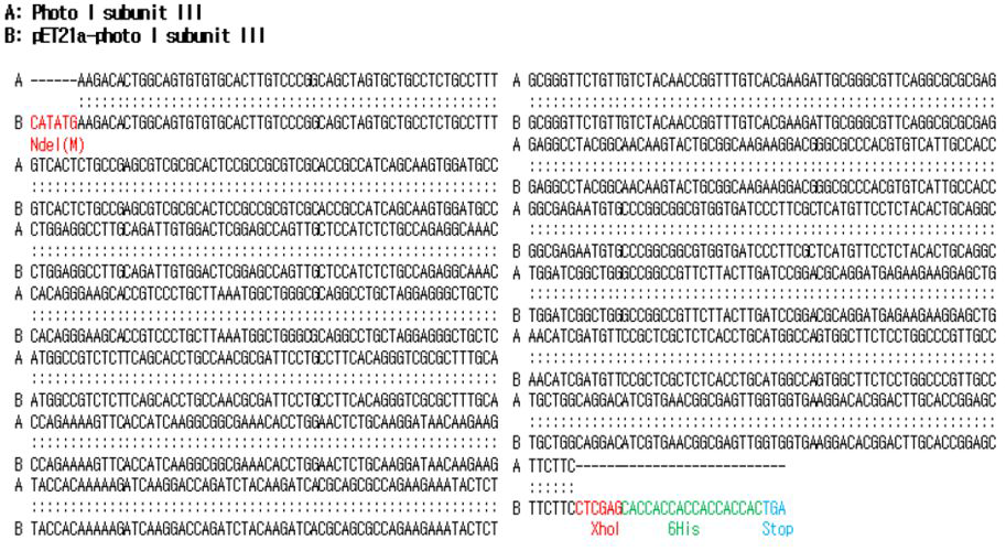 A. tamarense의 Photosystem I subnit 3 유전자 염기서열