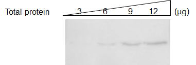 A. tamarense 로부터의 추출물에 대한 weatern blot analysis 결과