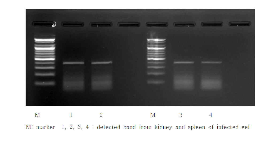 민물장어 허피스 바이러스의 검출