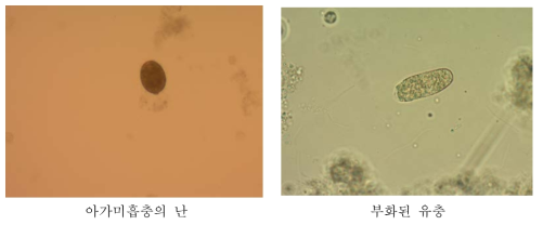 아가미흡충 인공배양에 의한 알 및 유충의 형태
