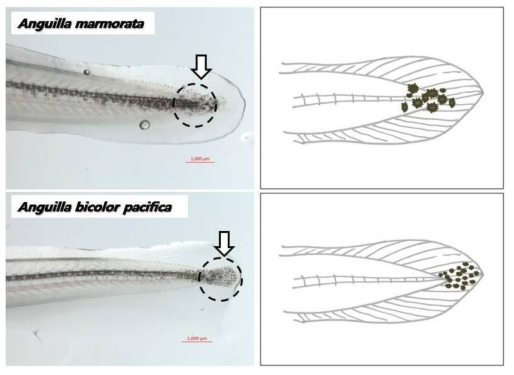 Pigmentation patterns at caudal fin of A. marmorata and A. bicolor pacifica (bar=1000㎛)