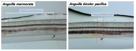 Dorso-anal (DA) length of A. marmorata and A. bicolor pacifica.