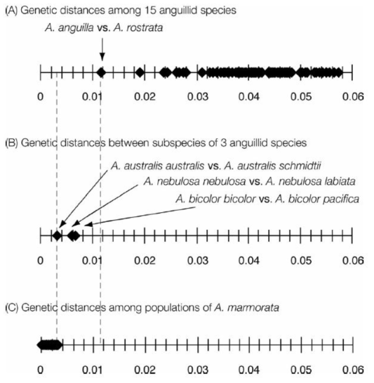 Anguilla 15종사이의 유전적 거리 (A), A. nebulosa, A. bicolor 그리고 A. australis 각 아종사이의 유전적거리 (B) 그리고 A. maromorata의 지리적 군집사이의 유전적 거리